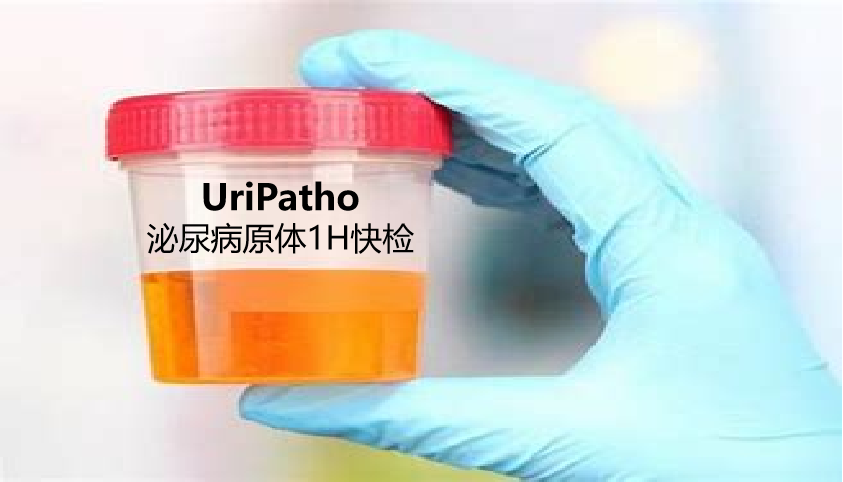 uriPatho，泌尿感染病原谱