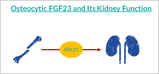 重大突破！研发FGF23项目，精准诊断CKD及CKD-MBD